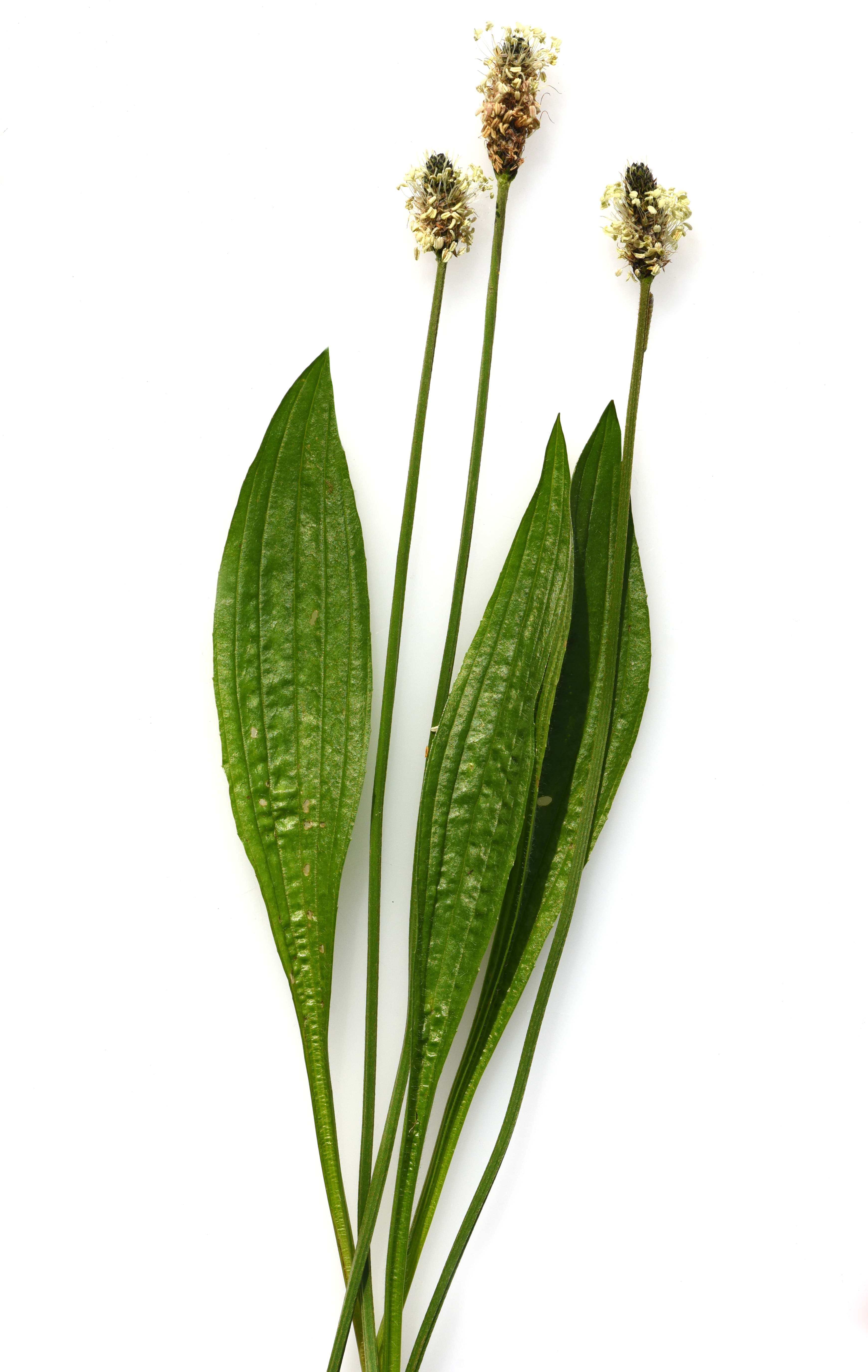 Skorocel kopijovitý na 228.sk- pomôž si sám.